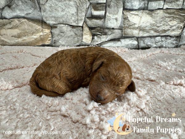 Ms. Lacey the F1B Cavapoo