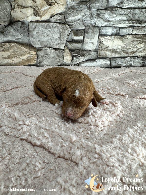 Ms. Lucy the F1B Cavapoo - Image 4