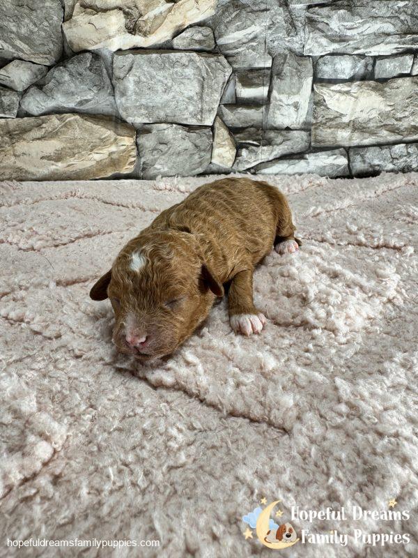 Ms. Lucy the F1B Cavapoo - Image 2