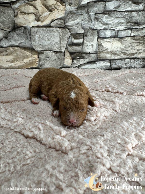 Ms. Lucy the F1B Cavapoo