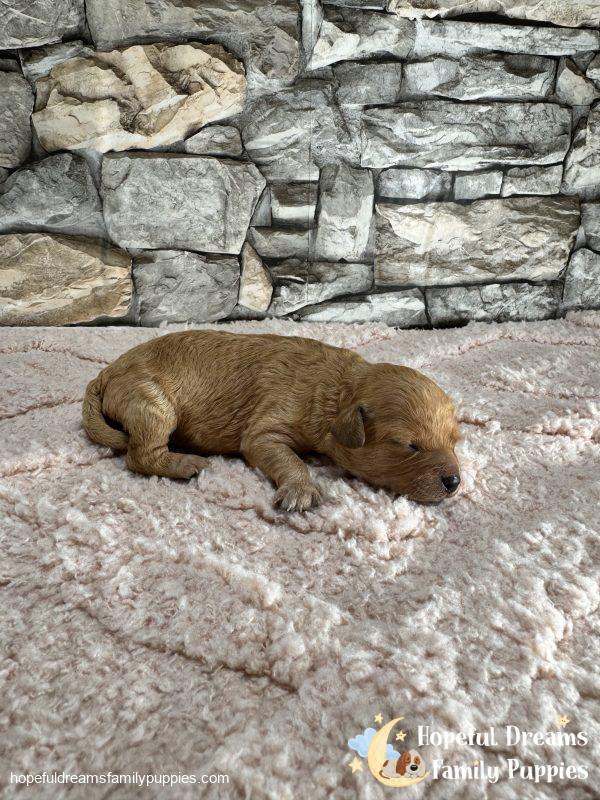 Ms. Lulu the F1B Cavapoo - Image 2