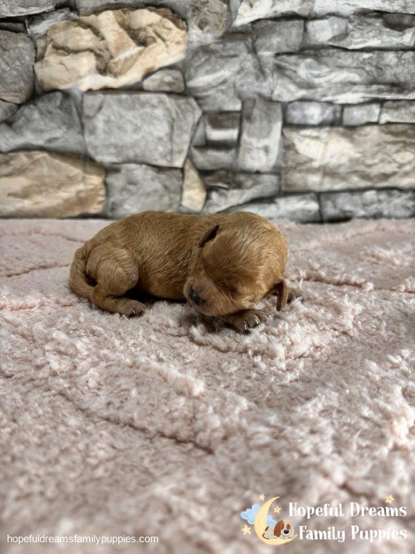 Ms. Lulu the F1B Cavapoo