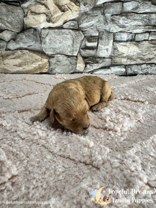 Ms. Lulu the F1B Cavapoo - Image 4