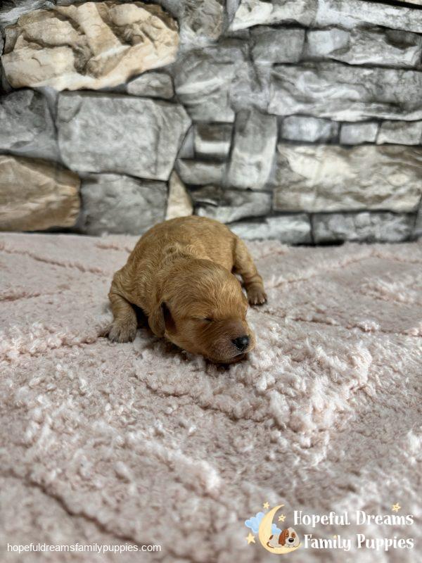 Ms. Lulu the F1B Cavapoo - Image 3