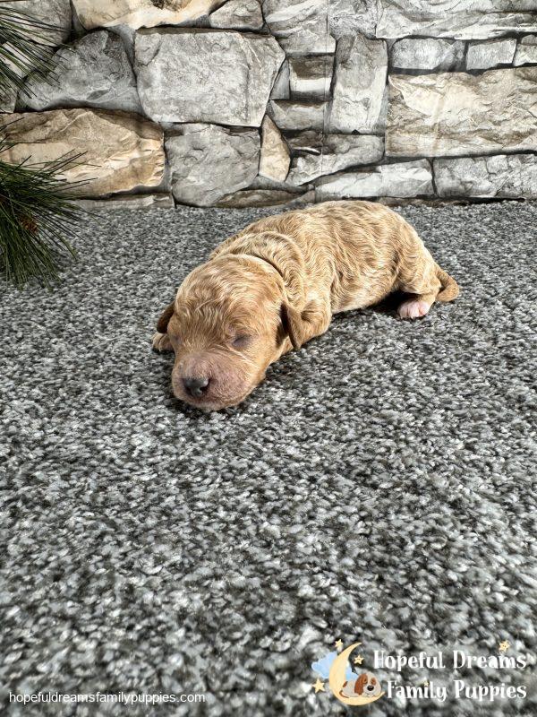 Mr. Lexas the F1B Cavapoo