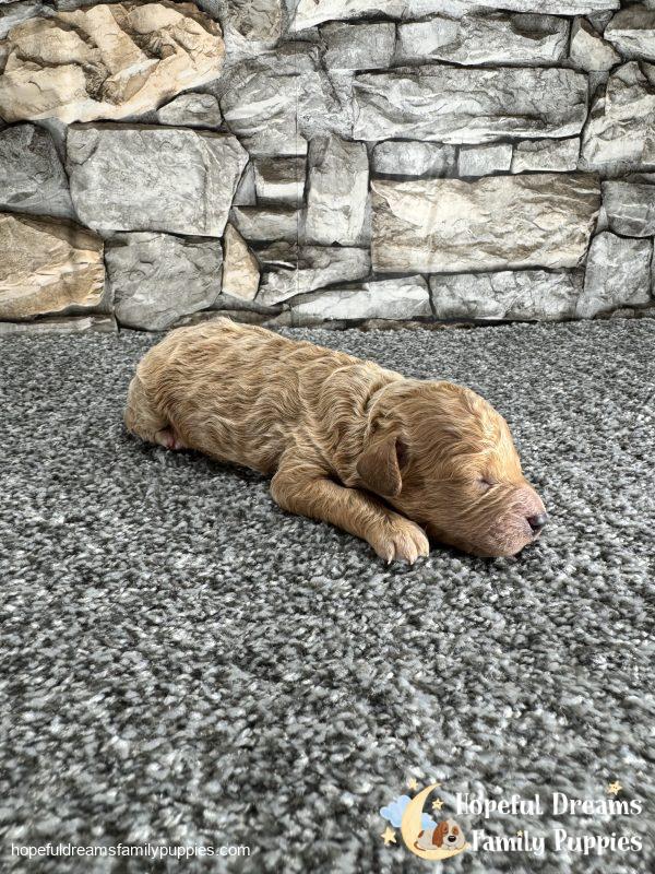 Mr. Lexas the F1B Cavapoo - Image 4