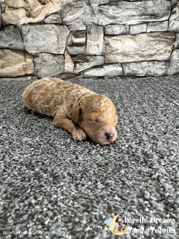 Mr. Lexas the F1B Cavapoo - Image 2