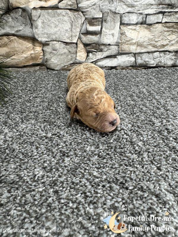 Mr. Lexas the F1B Cavapoo - Image 3