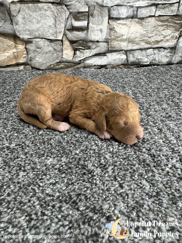 Mr. Laddie the F1B Cavapoo - Image 3