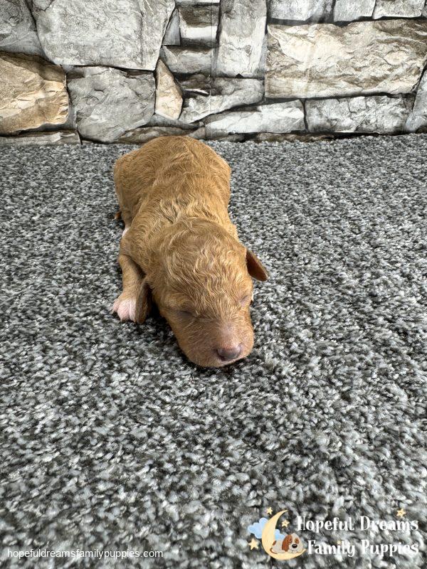 Mr. Laddie the F1B Cavapoo - Image 4