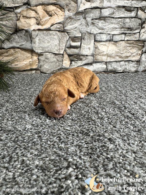 Mr. Laddie the F1B Cavapoo - Image 5