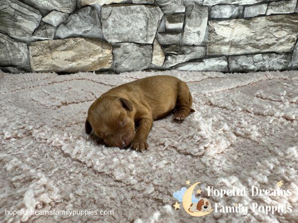 Ms. Olive the F1 Cavapoo