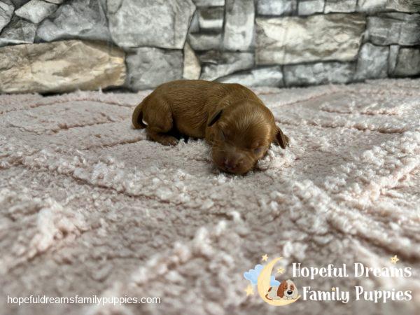 Ms. Olive the F1 Cavapoo - Image 2