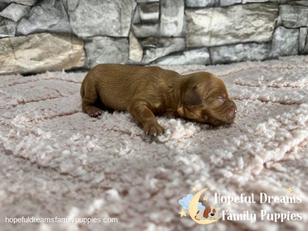 Ms. Olive the F1 Cavapoo - Image 3