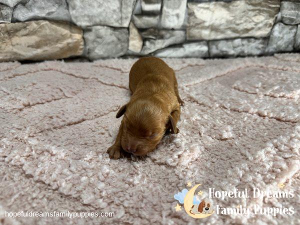 Ms. Olive the F1 Cavapoo - Image 4