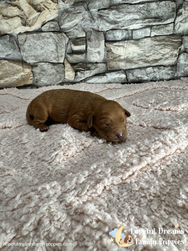 Ms. Oakley the F1 Cavapoo - Image 2