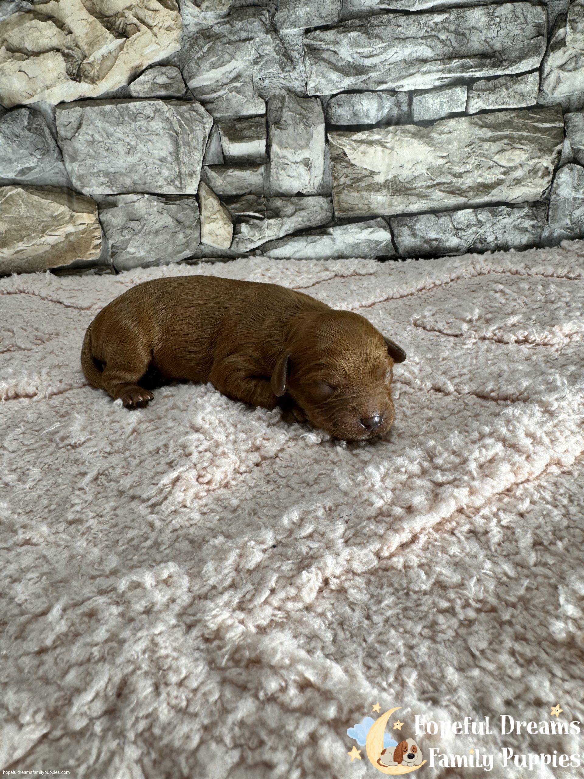 Ms. Oakley The F1 Cavapoo | Hopeful Dreams Family Puppies