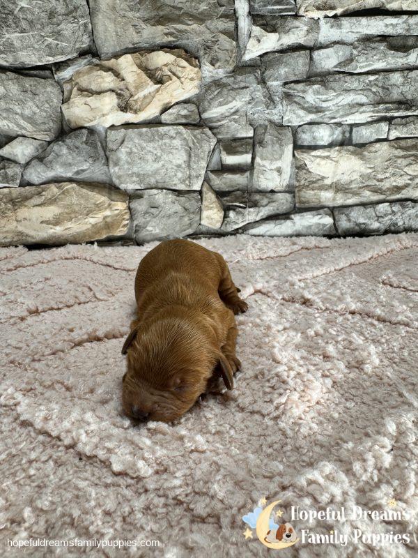 Ms. Oakley the F1 Cavapoo - Image 3