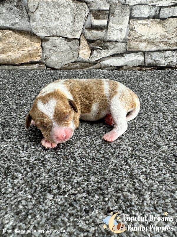 Mr. Oscar the F1 Cavapoo