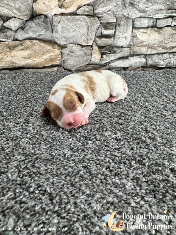 Mr. Owen the F1 Cavapoo - Image 3