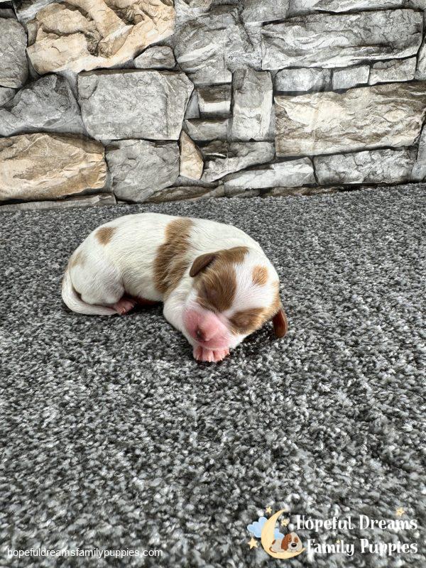 Mr. Owen the F1 Cavapoo