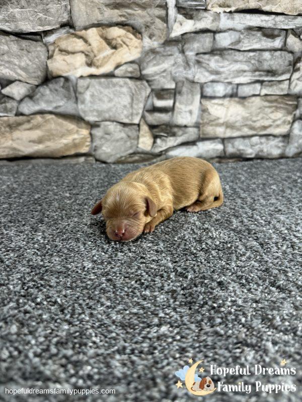 Mr. Ollie the F1 Cavapoo