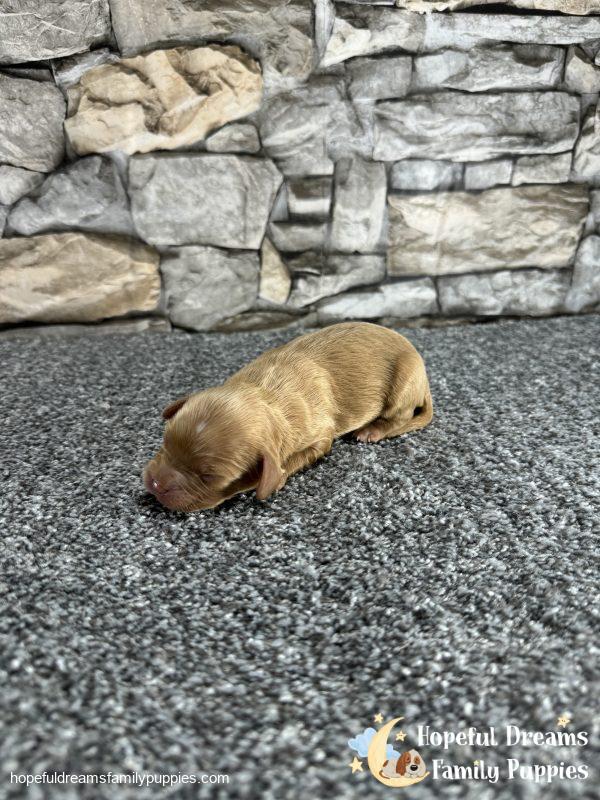 Mr. Ollie the F1 Cavapoo - Image 2