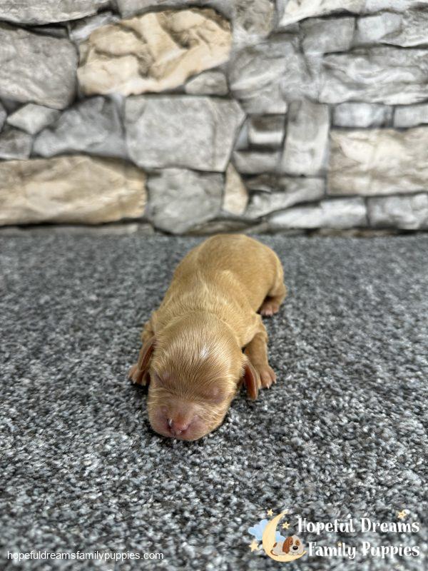 Mr. Ollie the F1 Cavapoo - Image 4