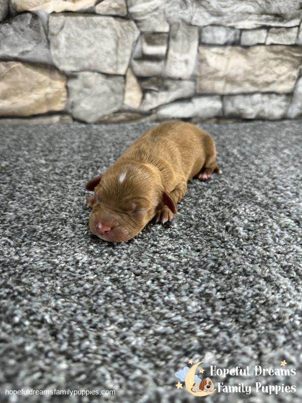 Mr. Odie the F1 Cavapoo - Image 2