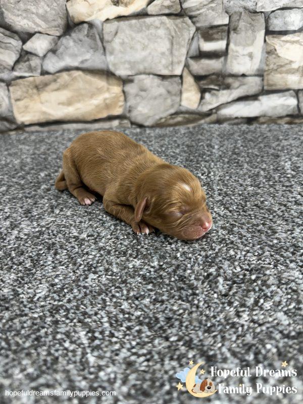 Mr. Odie the F1 Cavapoo - Image 3