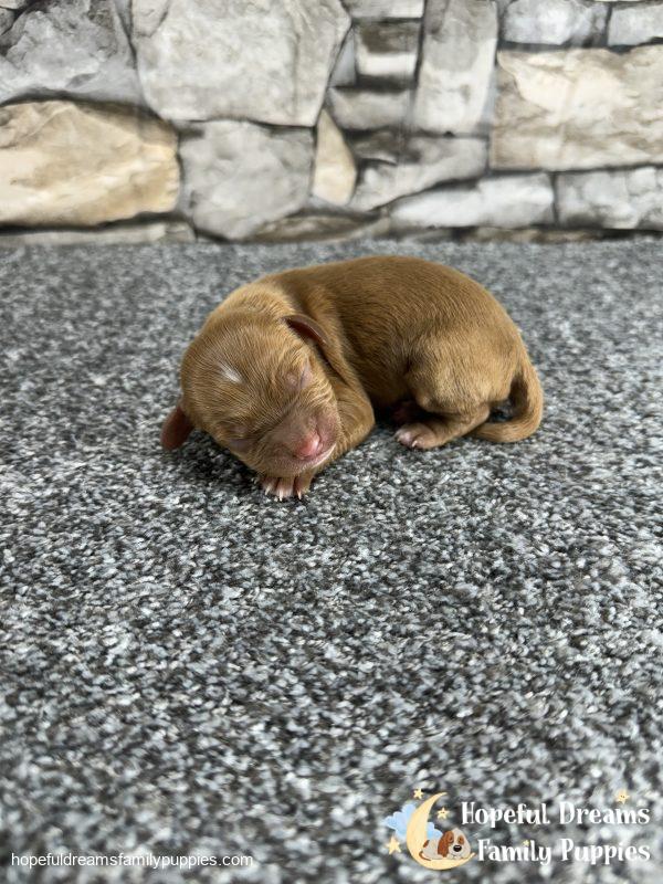 Mr. Odie the F1 Cavapoo