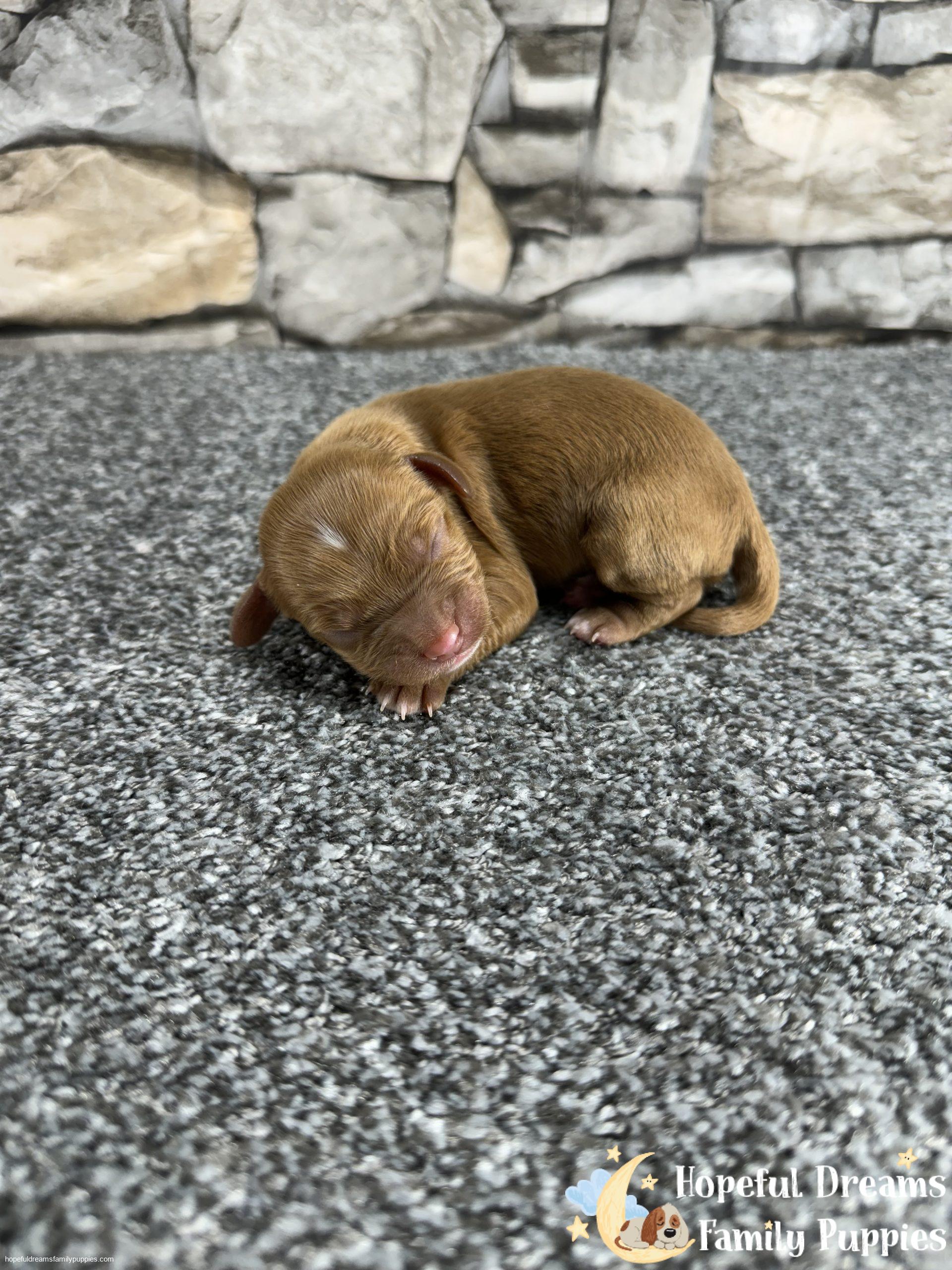 Mr. Odie The F1 Cavapoo | Hopeful Dreams Family Puppies