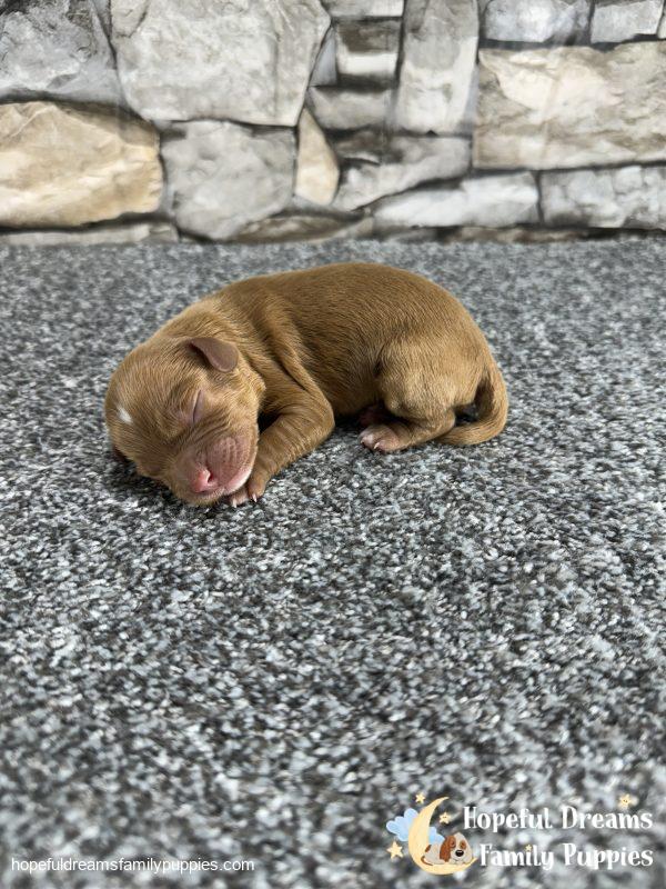 Mr. Odie the F1 Cavapoo - Image 4