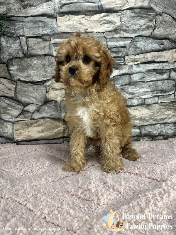 Ms. Twinkles the F1 Cavapoo - Image 7