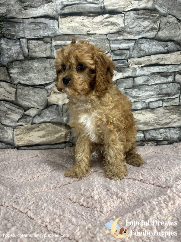 Ms. Twinkles the F1 Cavapoo