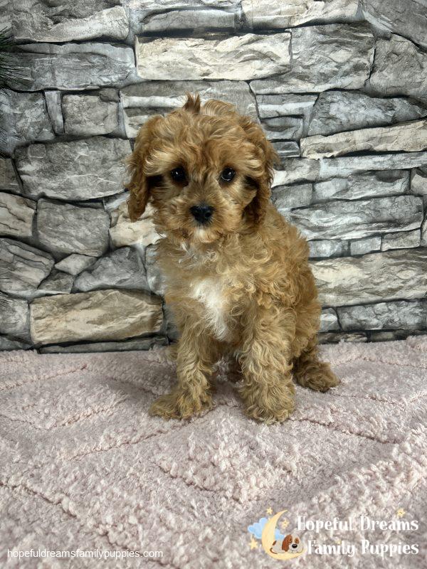 Ms. Twinkles the F1 Cavapoo - Image 8