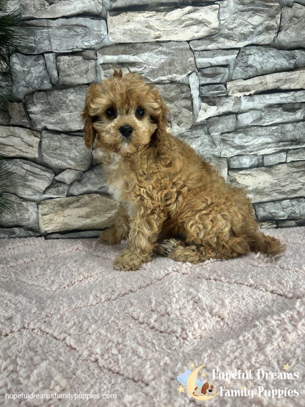 Ms. Twinkles the F1 Cavapoo - Image 6