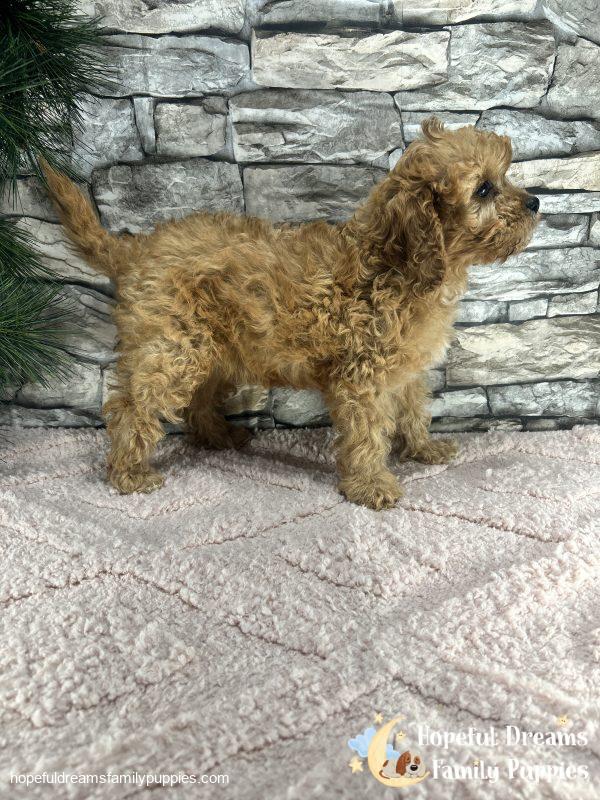 Ms. Twinkles the F1 Cavapoo - Image 5