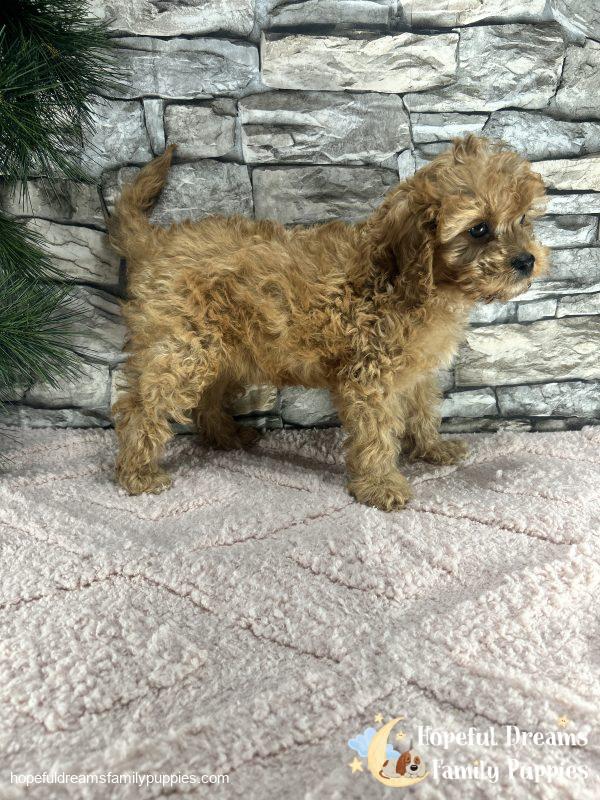 Ms. Twinkles the F1 Cavapoo - Image 3