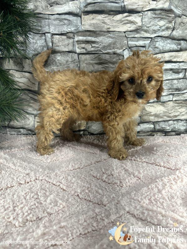 Ms. Twinkles the F1 Cavapoo - Image 2