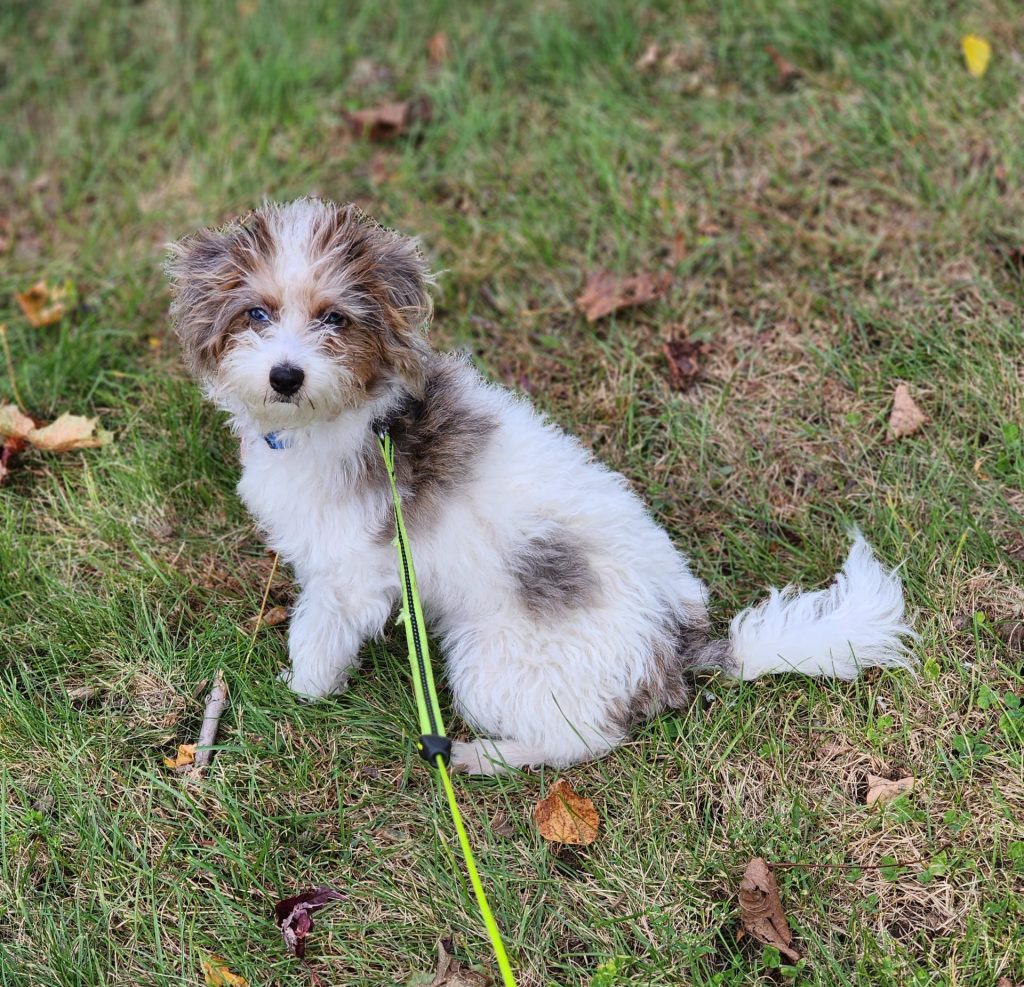 Ace (Mr. Ranger) the Cavapoo Review