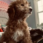 Ms. Ginger The Mini Goldendoodle Review