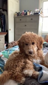 Ms. Ginger The Mini Goldendoodle Review
