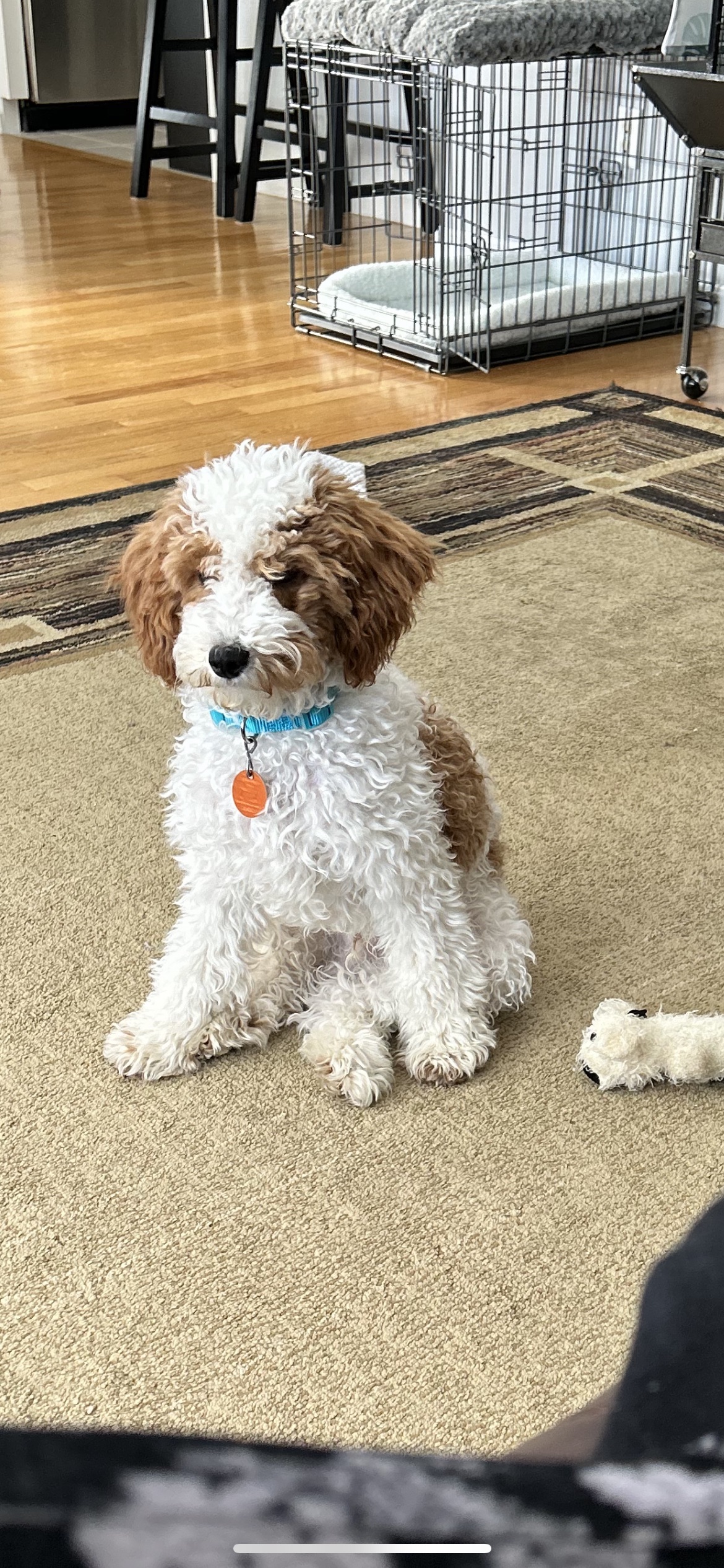 Buddy The Mini Goldendoodle Review