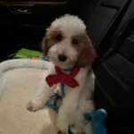 Buddy The Mini Goldendoodle Review