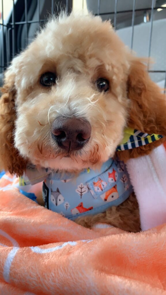 Ms. Ginger The Mini Goldendoodle Review