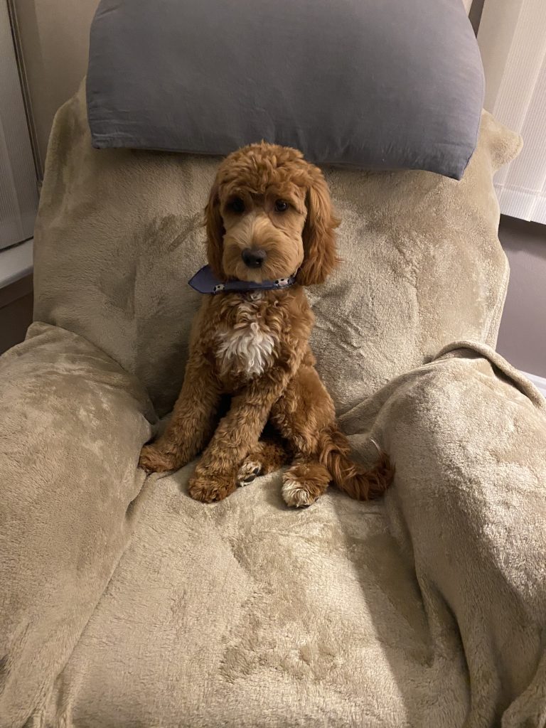 Junior The Cockapoo Review