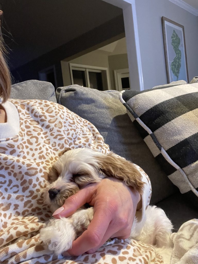 Holly The Cavapoo Review