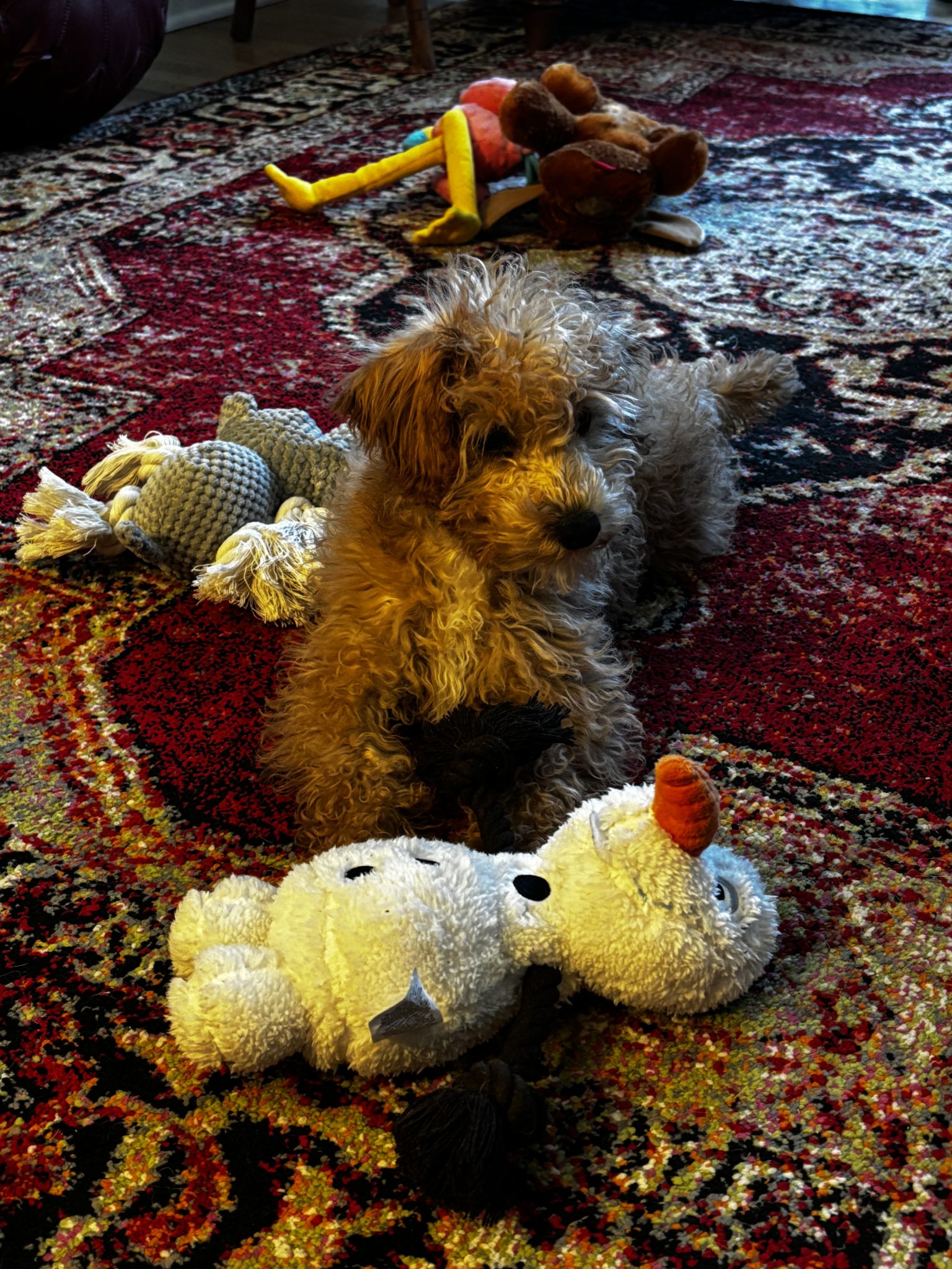 Cavapoo Puppies For Sale In Maine | Hopeful Dreams Family Puppies