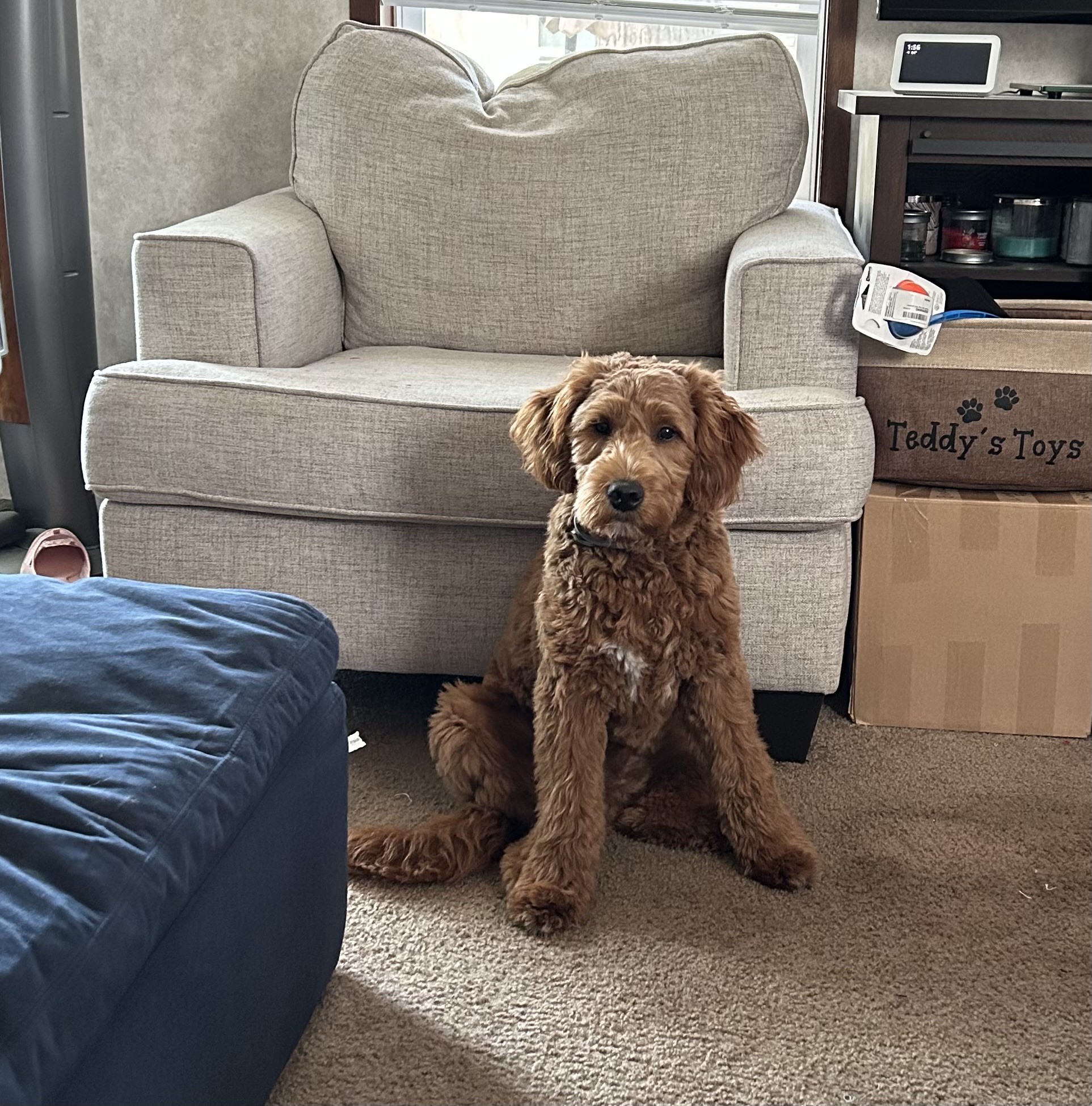 Teddy Bear The Mini Goldendoodle Review
